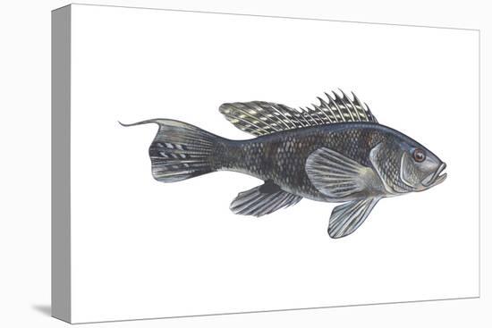 Black Sea Bass (Centropristes Striatus), Fishes-Encyclopaedia Britannica-Stretched Canvas