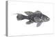 Black Sea Bass (Centropristes Striatus), Fishes-Encyclopaedia Britannica-Stretched Canvas