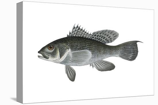 Black Sea Bass (Centropristis Striata), Fishes-Encyclopaedia Britannica-Stretched Canvas