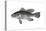 Black Sea Bass (Centropristis Striata), Fishes-Encyclopaedia Britannica-Stretched Canvas