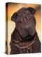 Black Shar Pei Puppy Portrait Showing Wrinkles Face and Chest-Adriano Bacchella-Premier Image Canvas