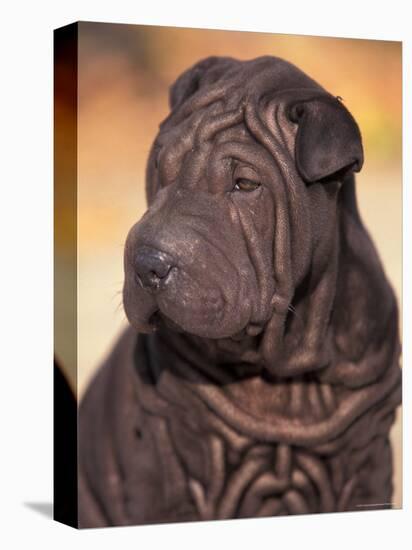 Black Shar Pei Puppy Portrait Showing Wrinkles on the Face and Chest-Adriano Bacchella-Premier Image Canvas