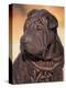 Black Shar Pei Puppy Portrait Showing Wrinkles on the Face and Chest-Adriano Bacchella-Premier Image Canvas