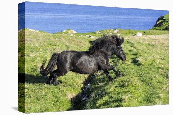 Black Shetland pony jumps ditch, Shetland Islands, Scotland-Philippe Clement-Premier Image Canvas