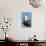 Black-Shouldered Kite - Elanus Caeruleus-Johan Swanepoel-Premier Image Canvas displayed on a wall