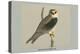 Black Shouldered Kite-Louis Agassiz Fuertes-Stretched Canvas