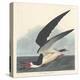 Black Skimmer, 1836-John James Audubon-Premier Image Canvas