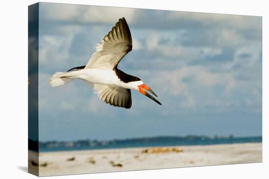 Black Skimmer Bird Flying Close to Photographer on Beach in Florida-James White-Premier Image Canvas