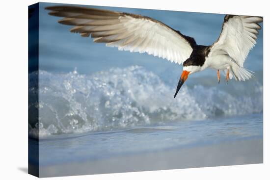 Black Skimmer Coming in for a Landing, Gulf of Mexico, Florida-Maresa Pryor-Premier Image Canvas
