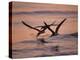 Black Skimmer, Fort Meyers, Florida, USA-Rolf Nussbaumer-Premier Image Canvas