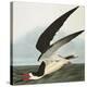 Black Skimmer or Shearwater. Black Skimmer (Rynchops Niger), from 'The Birds of America'-John James Audubon-Premier Image Canvas