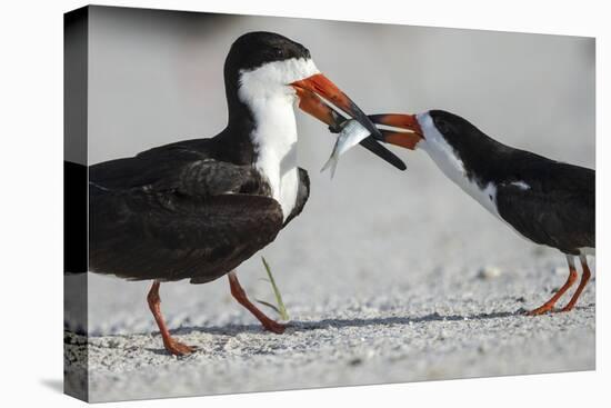 Black Skimmer Protecting Minnow from Others, Gulf of Mexico, Florida-Maresa Pryor-Premier Image Canvas