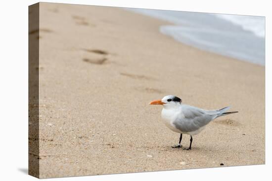 Black skimmer (Rynchops niger) on beach-null-Premier Image Canvas