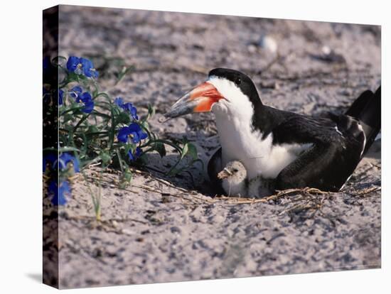 Black Skimmer, Texas, USA-Dee Ann Pederson-Premier Image Canvas