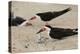 Black Skimmer with young, Port Isabel, Laguna Madre, Texas, USA-Rolf Nussbaumer-Premier Image Canvas