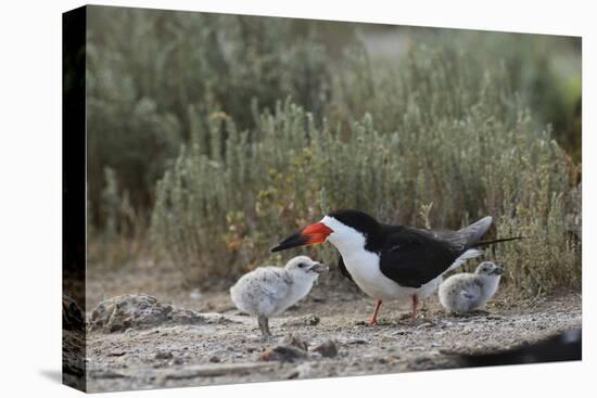 Black Skimmer with young, Port Isabel, Laguna Madre, Texas, USA-Rolf Nussbaumer-Premier Image Canvas