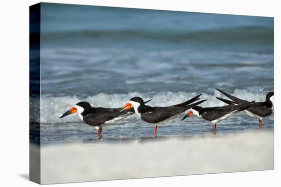 Black Skimmers Standing on Shore-Sheila Haddad-Premier Image Canvas