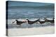 Black Skimmers Standing on Shore-Sheila Haddad-Premier Image Canvas