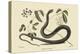 Black Snake-Mark Catesby-Stretched Canvas