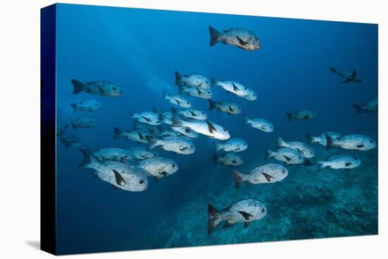 Black Snapper (Macolor Niger)-Reinhard Dirscherl-Premier Image Canvas