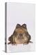 Black-Spined Toad-DLILLC-Premier Image Canvas