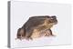 Black-Spined Toad-DLILLC-Premier Image Canvas