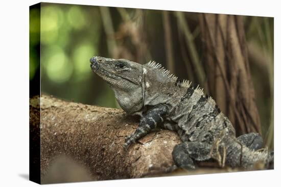 Black Spiny-Tailed Iguana, Half Moon Caye, Lighthouse Reef, Atoll Belize-Pete Oxford-Premier Image Canvas