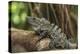 Black Spiny-Tailed Iguana, Half Moon Caye, Lighthouse Reef, Atoll Belize-Pete Oxford-Premier Image Canvas