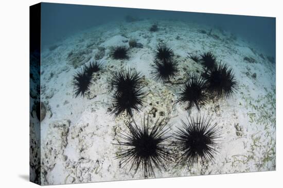 Black Spiny Urchins Graze on Algae on the Seafloor in Indonesia-Stocktrek Images-Premier Image Canvas