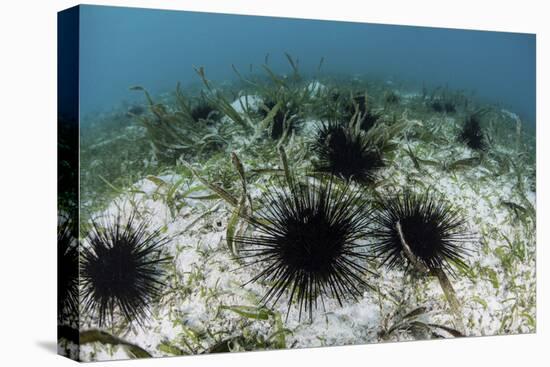 Black Spiny Urchins Graze on Algae on the Seafloor in Indonesia-Stocktrek Images-Premier Image Canvas