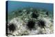 Black Spiny Urchins Graze on Algae on the Seafloor in Indonesia-Stocktrek Images-Premier Image Canvas