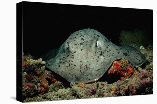 Black-Spotted Stingray (Taeniura Meyeni).-Reinhard Dirscherl-Premier Image Canvas