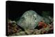 Black-Spotted Stingray (Taeniura Meyeni).-Reinhard Dirscherl-Premier Image Canvas