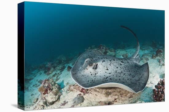 Black-Spotted Stingray-Reinhard Dirscherl-Premier Image Canvas