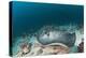 Black-Spotted Stingray-Reinhard Dirscherl-Premier Image Canvas