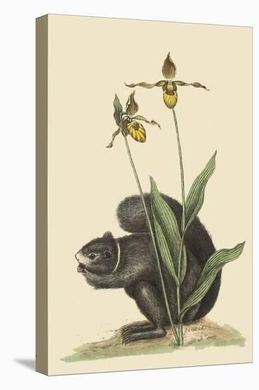 Black Squirrel-Mark Catesby-Stretched Canvas