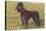 Black Standard Poodle on Grass-null-Stretched Canvas