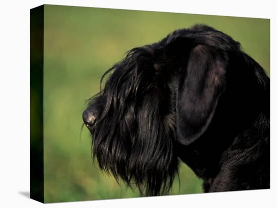 Black Standard Schnauzer Profile-Adriano Bacchella-Premier Image Canvas