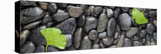 Black Stones And Ginko Leaves Panorama-Steve Gadomski-Premier Image Canvas