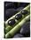 Black Stones on Bamboo-Uwe Merkel-Premier Image Canvas