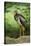 Black stork, Ciconia nigra, close-up, the Bavarian Forest-David & Micha Sheldon-Stretched Canvas
