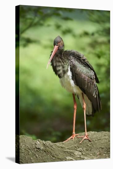 Black stork, Ciconia nigra, close-up, the Bavarian Forest-David & Micha Sheldon-Stretched Canvas