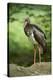 Black stork, Ciconia nigra, close-up, the Bavarian Forest-David & Micha Sheldon-Premier Image Canvas