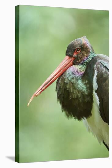 Black stork, Ciconia nigra, close-up, the Bavarian Forest-David & Micha Sheldon-Stretched Canvas
