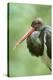 Black stork, Ciconia nigra, close-up, the Bavarian Forest-David & Micha Sheldon-Premier Image Canvas