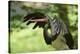 Black stork, Ciconia nigra, close-up, the Bavarian Forest-David & Micha Sheldon-Premier Image Canvas