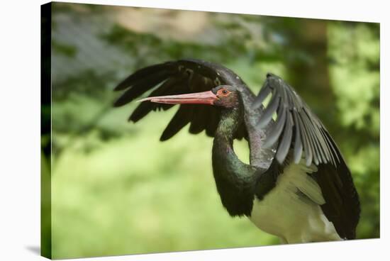 Black stork, Ciconia nigra, close-up, the Bavarian Forest-David & Micha Sheldon-Stretched Canvas