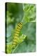 Black swallowtail butterfly caterpillar on common rue-Richard and Susan Day-Premier Image Canvas
