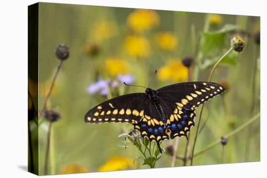 Black swallowtail butterfly feeding.-Larry Ditto-Premier Image Canvas