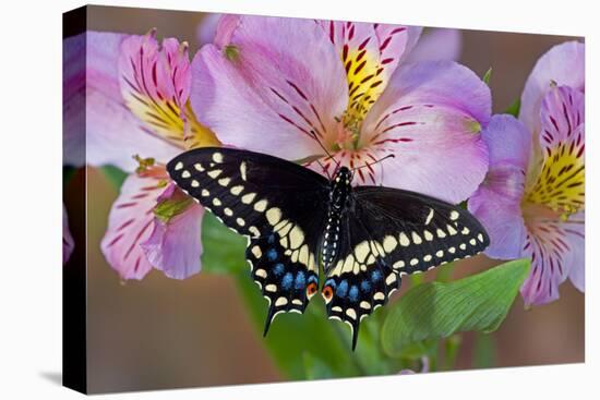 Black Swallowtail Butterfly-Darrell Gulin-Premier Image Canvas